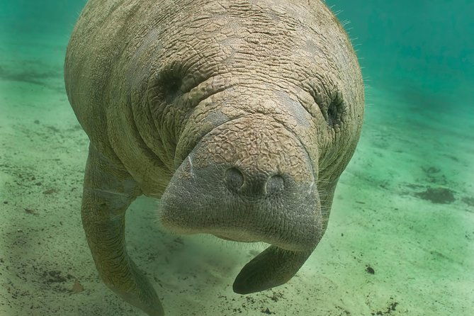 manatee-sightseeing-and-wildlife-boat-tour
