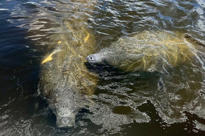 manatee-sightseeing-and-wildlife-boat-tour