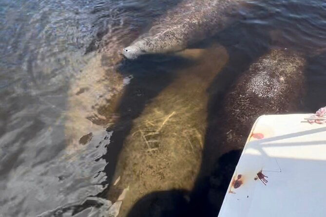 manatee-sightseeing-and-wildlife-boat-tour