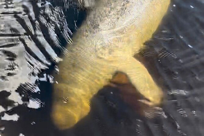 manatee-sightseeing-and-wildlife-boat-tour