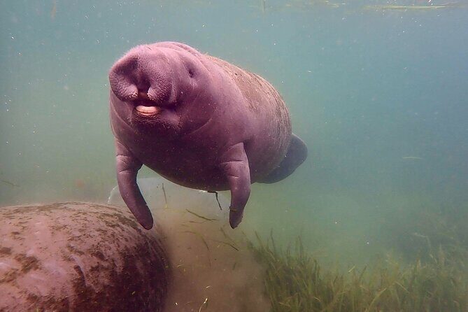 Manatee Snorkel Tour from American Pro Diving Center - Diving Into the Tour Experience