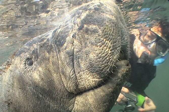 Manatee Snorkel Tour from American Pro Diving Center - Frequently Asked Questions