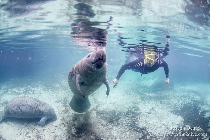 manatee-snorkel-tour-small-group
