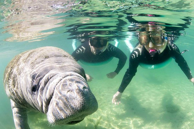 manatee-snorkel-tour-small-group