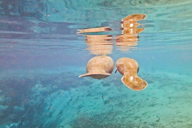 Manatee Swim and Wildlife Park with Upgrade Options from Orlando - FAQs