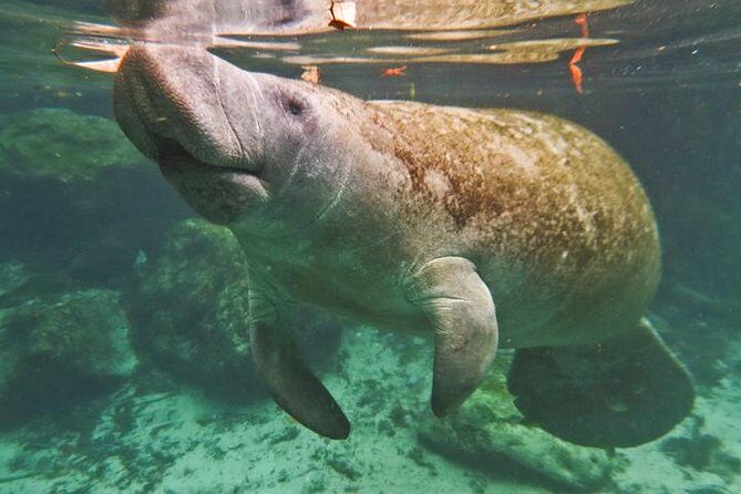 Manatee Swim and Wildlife Park with Upgrade Options from Orlando - Final Thoughts