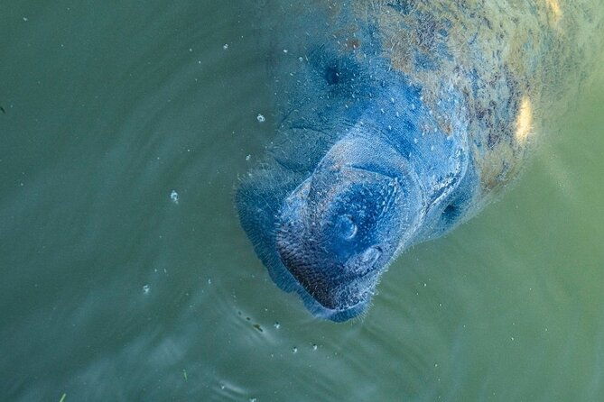 manatees-grasslands-and-mangroves-kayak-tour-small-group-tour