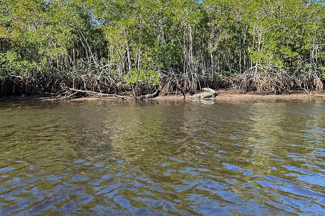 manatees-grasslands-and-mangroves-kayak-tour-small-group-tour