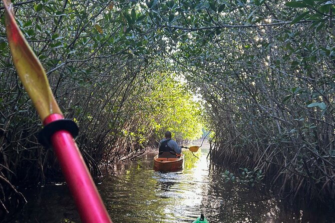 manatees-grasslands-and-mangroves-kayak-tour-small-group-tour