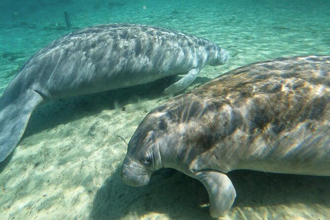 manatees-monkeys-and-florida-natural-spring-adventure-tour