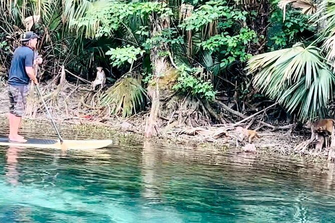 manatees-monkeys-and-florida-natural-spring-adventure-tour