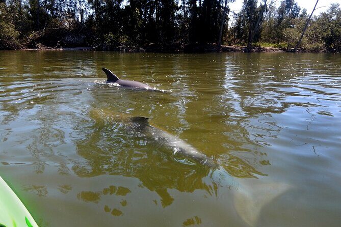 Manatees/Sunset/Bioluminescence Tour - Frequently Asked Questions  