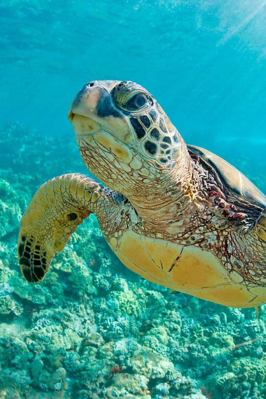 mancora-swimming-and-bathing-with-turtles-entrance-2