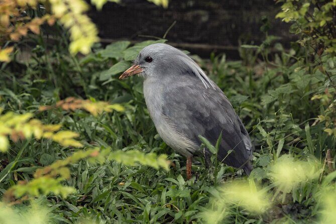 Mandai Bird Park Singapore Admission Ticket - Final Thoughts
