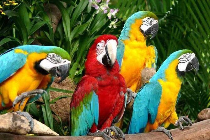 Mandai wildlife Singapore with Tram Ride ticket only - An In-Depth Look at the Tour