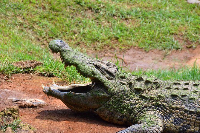 Mandela Capture Site & PheZulu Cultural Village Day Tour from Durban - An Honest Look at the Experience