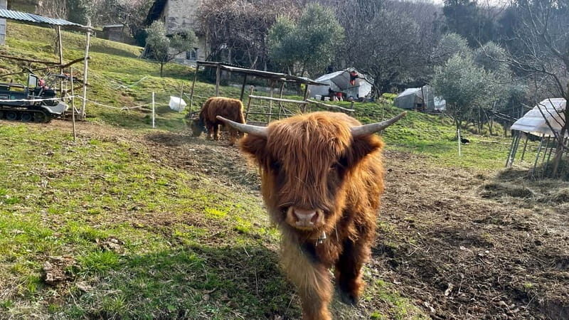Mandello del Lario: Hike across hills and quaint hamlets - The Charm of Hilltop Hamlets and Ancient Towers