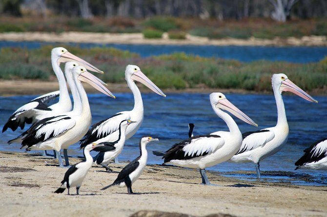 Mandurah Dolphin Cruise and Views - Authentic Experiences from Reviews