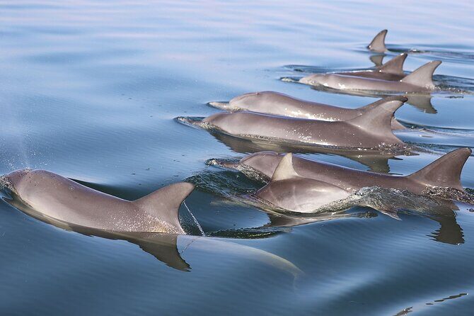 Mandurah Dolphin Cruise and Views - Who Should Consider This Tour?