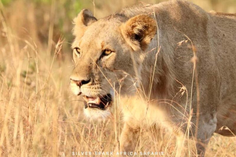 Maneater: Tsavo East Park, Amboseli Reserve, L Nakuru Park - What Sets This Tour Apart?