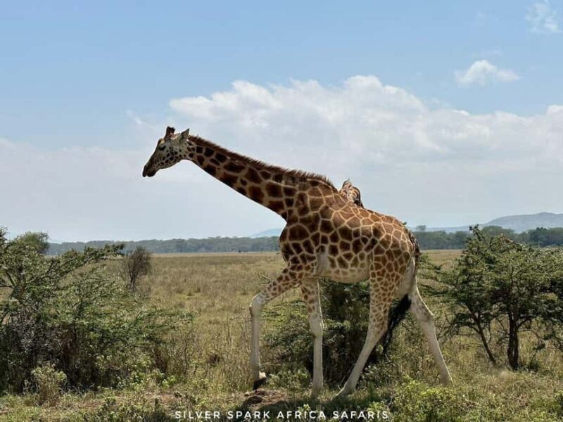 Maneater: Tsavo East Park, Amboseli Reserve, L Nakuru Park - Who Would Love This Experience?