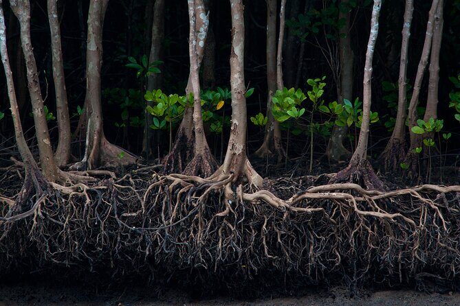 Mangrove Boat Tour in Krabi - Who Should Consider This Tour?