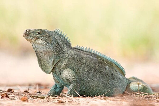 mangrove-cay-and-iguana-island-tours