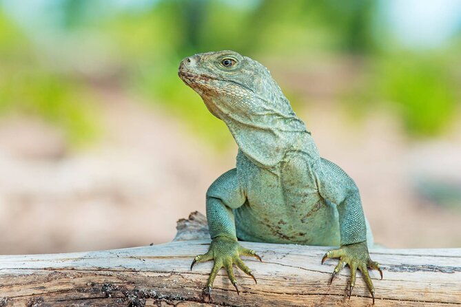 mangrove-cay-and-iguana-island-tours