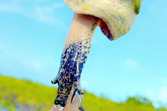 mangrove-cay-and-iguana-island-venture-in-turks-and-caicos-island