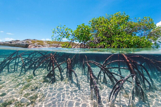 mangrove-cay-tour