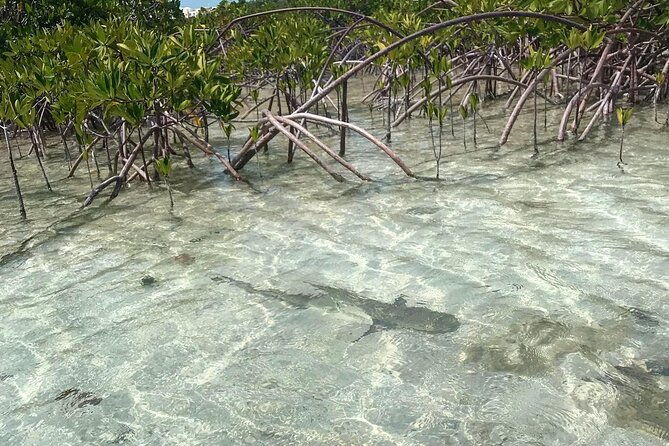 mangrove-clear-kayak-tour