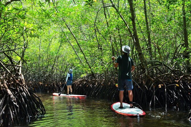 Mangrove Forest by Boat, Kayaking, Stand Up Paddle at Lembongan - Practical Tips for Your Visit