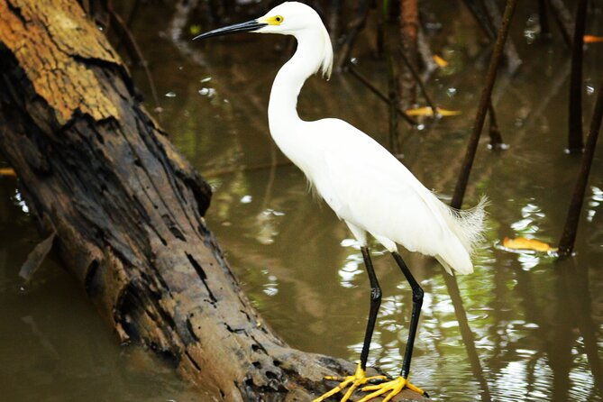 mangrove-guided-tour