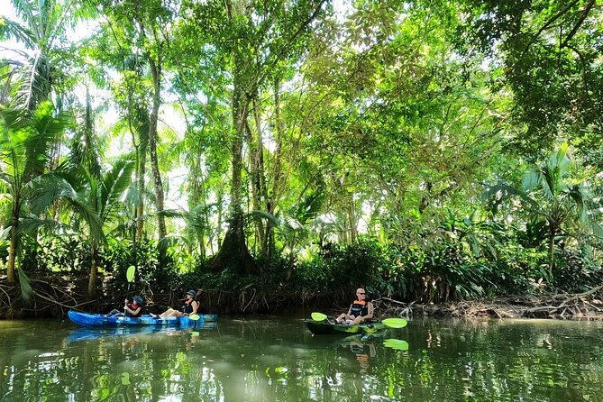 mangrove-kayak