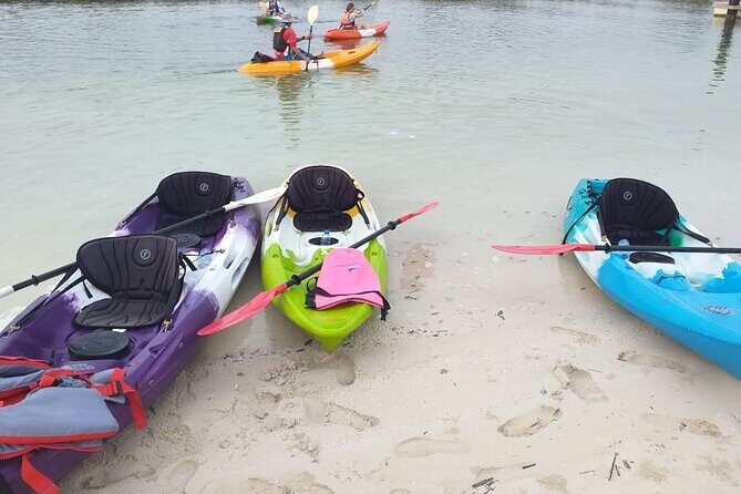 Mangrove Kayaking Abu Dhabi - Who Will Love This Tour?