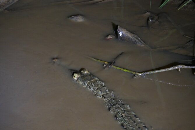 mangrove-night-tour