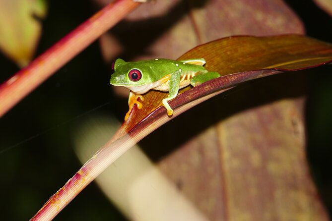 mangrove-night-tour