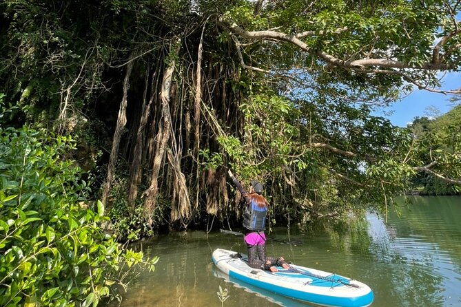 mangrove-sup-in-okinawa