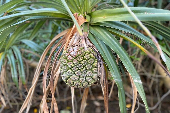 mangrove-sup-in-okinawa