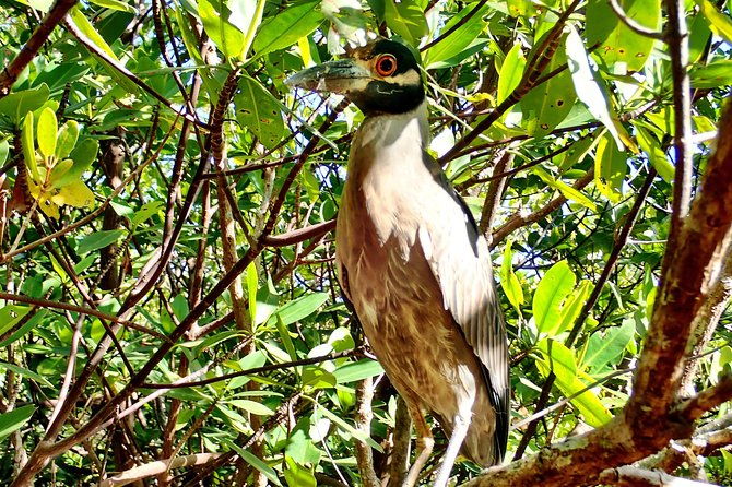 mangrove-sup-safari