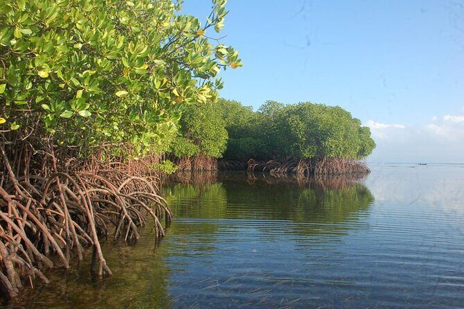 Mangrove Tour at Nusa Lembongan : Kayak, Paddle and Boat - Key Points