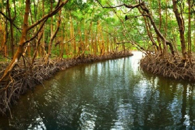 mangrove-tour-by-boat-birdwatching-fauna-and-flora-half-day