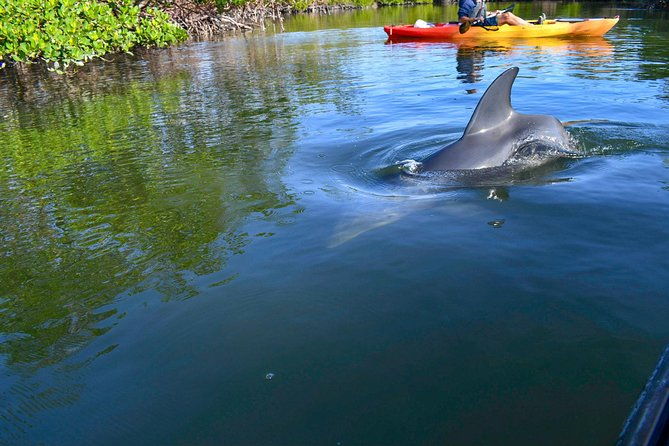 mangrove-tunnels-mudflats-kayak-tour-local-biologist-guides