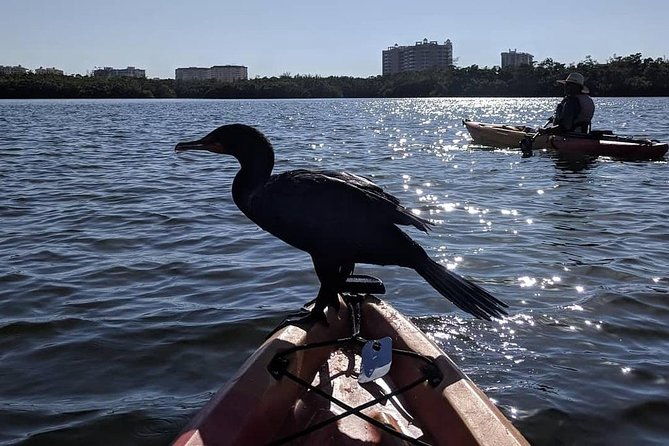 mangrove-tunnels-pedal-kayak-eco-tour-in-anna-maria