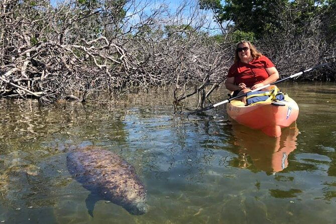 mangroves-and-manatees-guided-kayak-eco-tour
