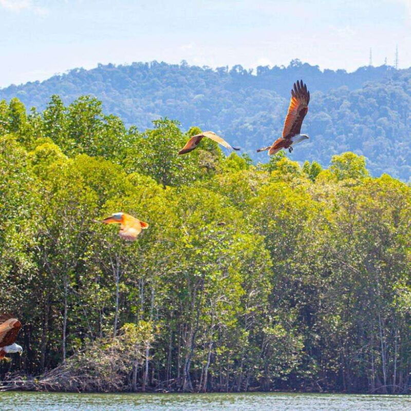 mangrovetour-888-in-langkawi-estimated-2-hours-private