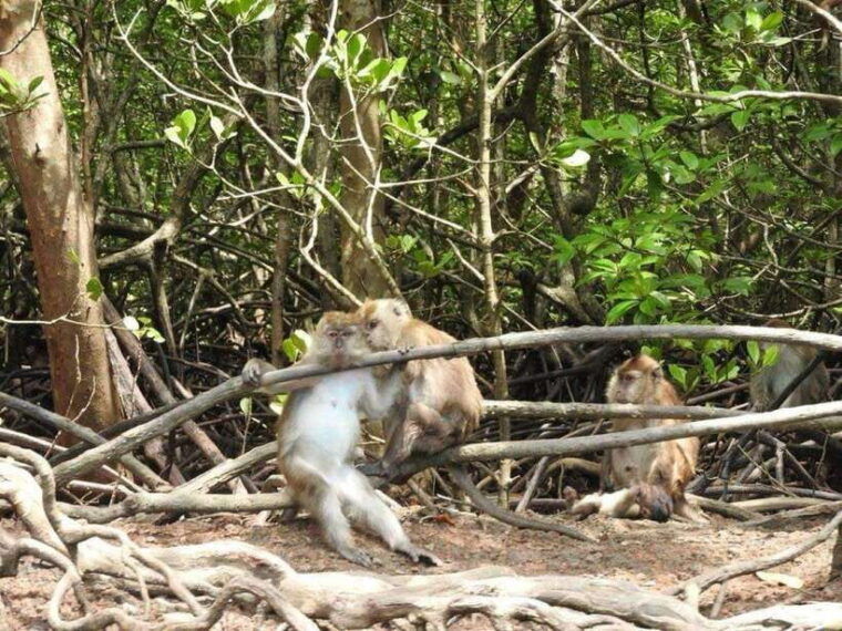 mangrovetour-888-in-langkawi-estimated-2-hours-private