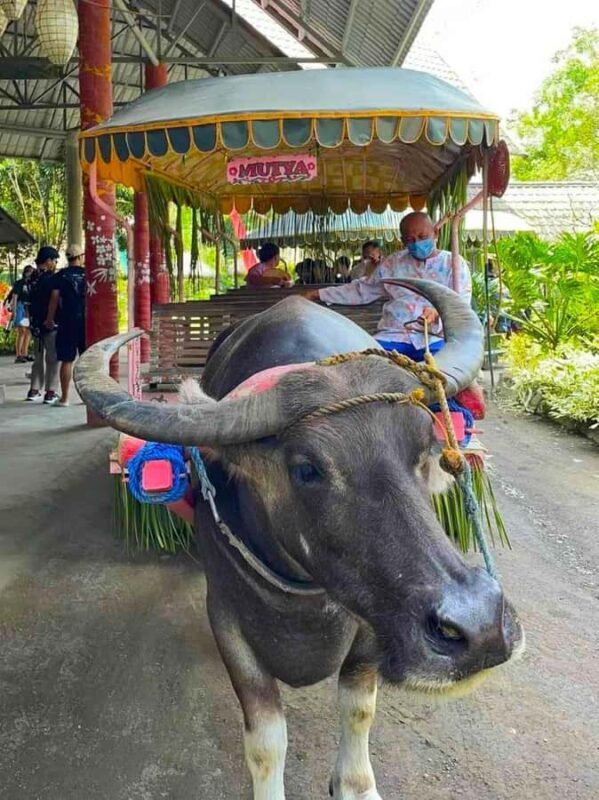 Manila: Villa Escudero Waterfalls w/Lunch & Private Car - The Sum Up