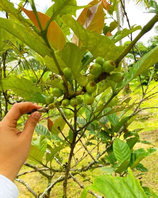 MANILA:Coffee Farm Tour with Coffee bean picking - Key Points