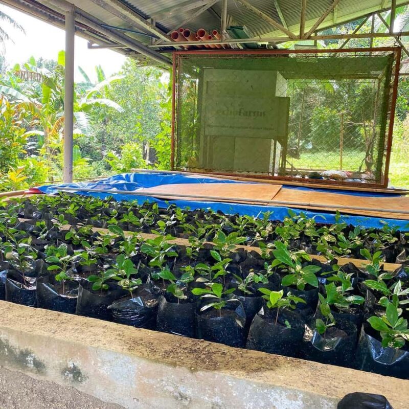 MANILA:Coffee Farm Tour with Coffee bean picking - A Close-Up Look at the Tour Itinerary